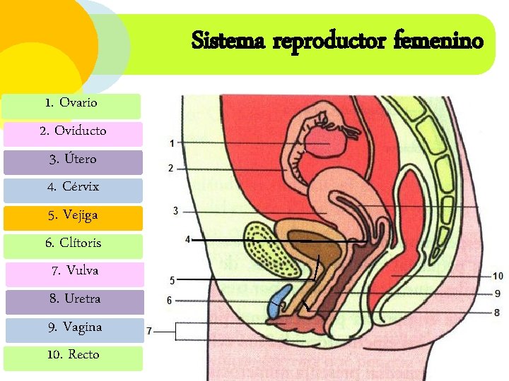 Sistema reproductor femenino 1. Ovario 2. Oviducto 3. Útero 4. Cérvix 5. Vejiga 6.