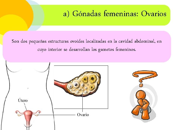 a) Gónadas femeninas: Ovarios Son dos pequeñas estructuras ovoides localizadas en la cavidad abdominal,