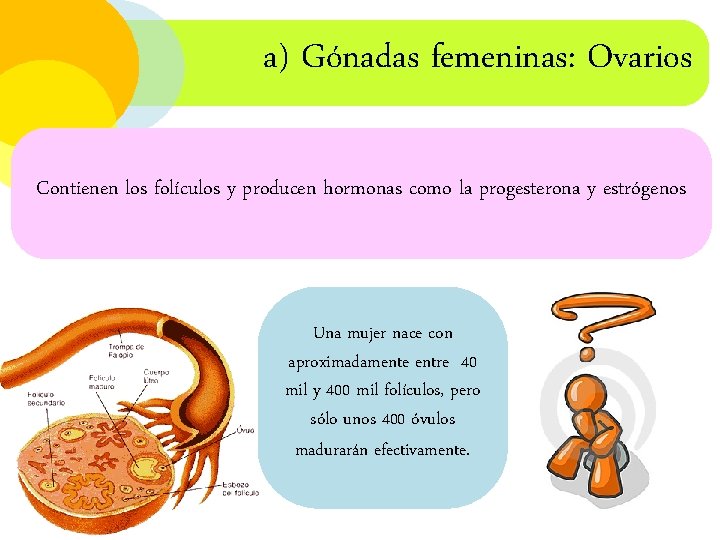 a) Gónadas femeninas: Ovarios Contienen los folículos y producen hormonas como la progesterona y