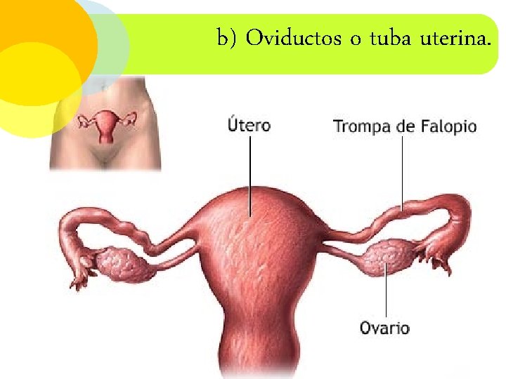 b) Oviductos o tuba uterina. 