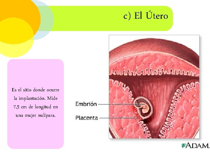 c) El Útero Es el sitio donde ocurre la implantación. Mide 7, 5 cm