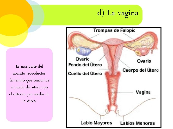 d) La vagina Es una parte del aparato reproductor femenino que comunica el cuello