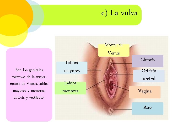 e) La vulva Monte de Venus Son los genitales externos de la mujer: monte