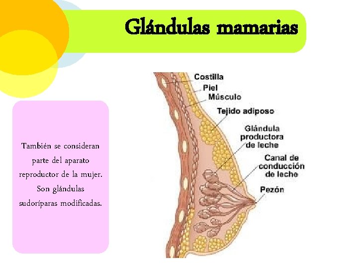 Glándulas mamarias También se consideran parte del aparato reproductor de la mujer. Son glándulas