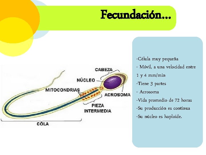 Fecundación… -Célula muy pequeña - Móvil, a una velocidad entre 1 y 4 mm/min