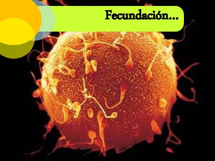 Fecundación… 