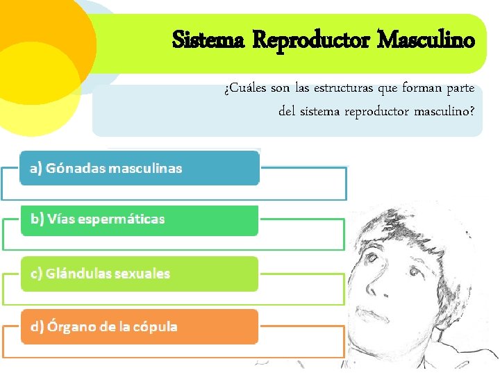 Sistema Reproductor Masculino ¿Cuáles son las estructuras que forman parte del sistema reproductor masculino?