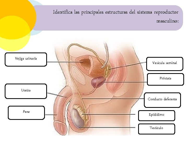 Identifica las principales estructuras del sistema reproductor masculino: Vejiga urinaria Vesícula seminal Próstata Uretra