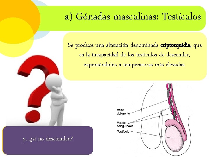 a) Gónadas masculinas: Testículos NO. Se desarrollan en la cavidad abdominal y luego Se