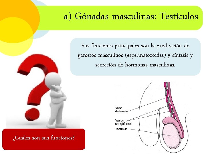 a) Gónadas masculinas: Testículos Sus funciones principales son la producción de gametos masculinos (espermatozoides)
