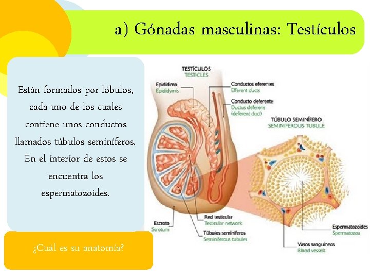 a) Gónadas masculinas: Testículos Están formados por lóbulos, cada uno de los cuales contiene