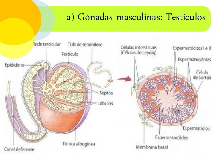 a) Gónadas masculinas: Testículos 