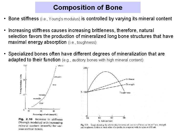 Composition of Bone • Bone stiffness (i. e. , Young’s modulus) is controlled by
