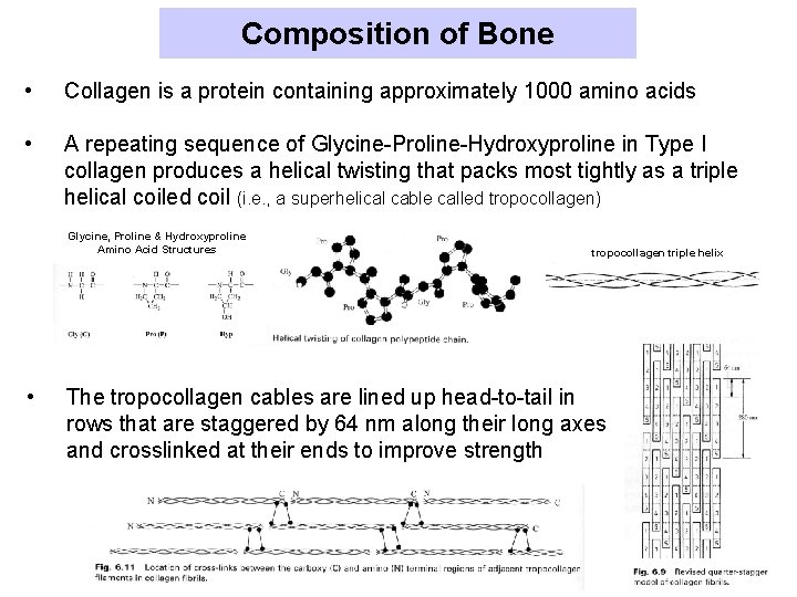 Composition of Bone • Collagen is a protein containing approximately 1000 amino acids •