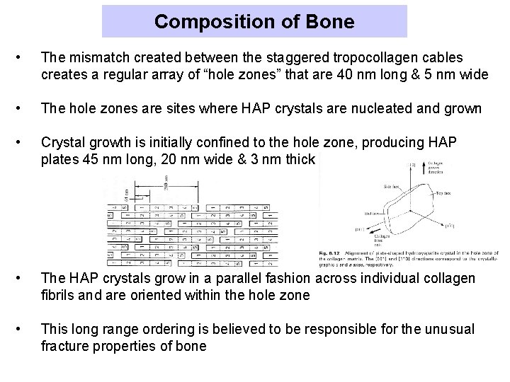 Composition of Bone • The mismatch created between the staggered tropocollagen cables creates a