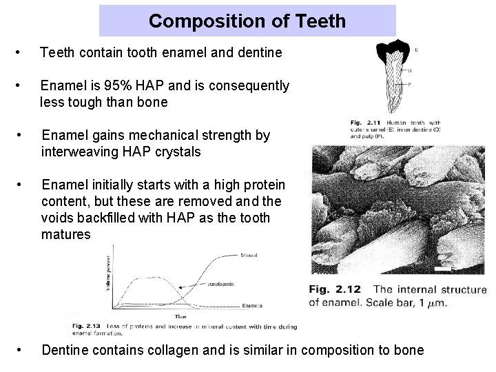 Composition of Teeth • Teeth contain tooth enamel and dentine • Enamel is 95%