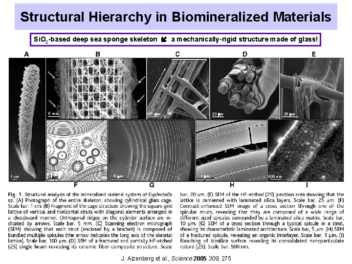 Structural Hierarchy in Biomineralized Materials Si. O 2 -based deep sea sponge skeleton a