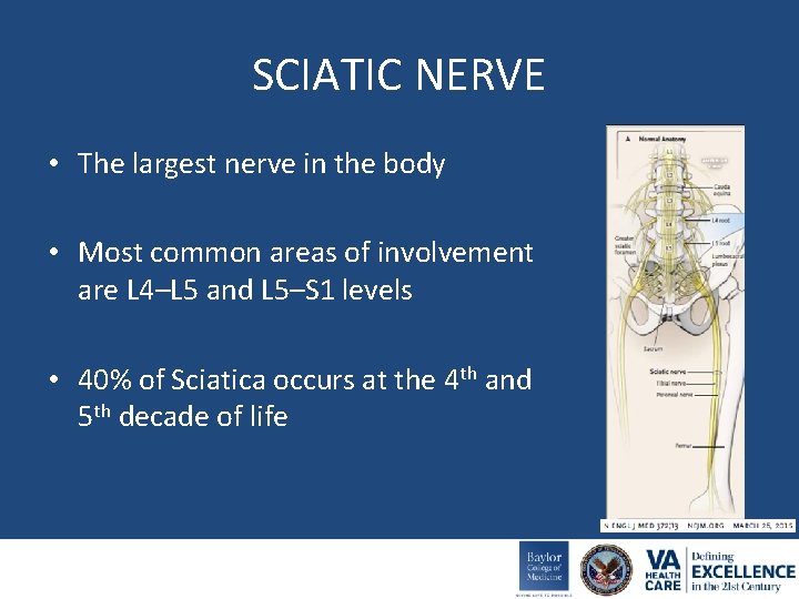 SCIATIC NERVE • The largest nerve in the body • Most common areas of
