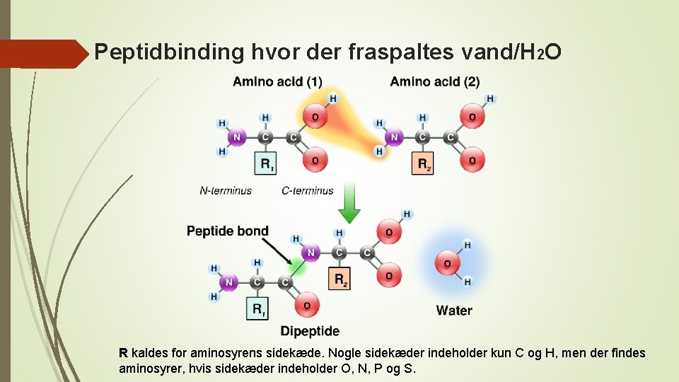 Peptidbinding hvor der fraspaltes vand/H 2 O R kaldes for aminosyrens sidekæde. Nogle sidekæder