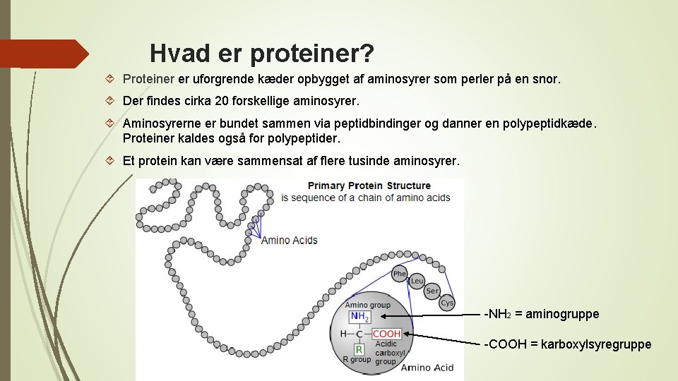 Hvad er proteiner? Proteiner er uforgrende kæder opbygget af aminosyrer som perler på en