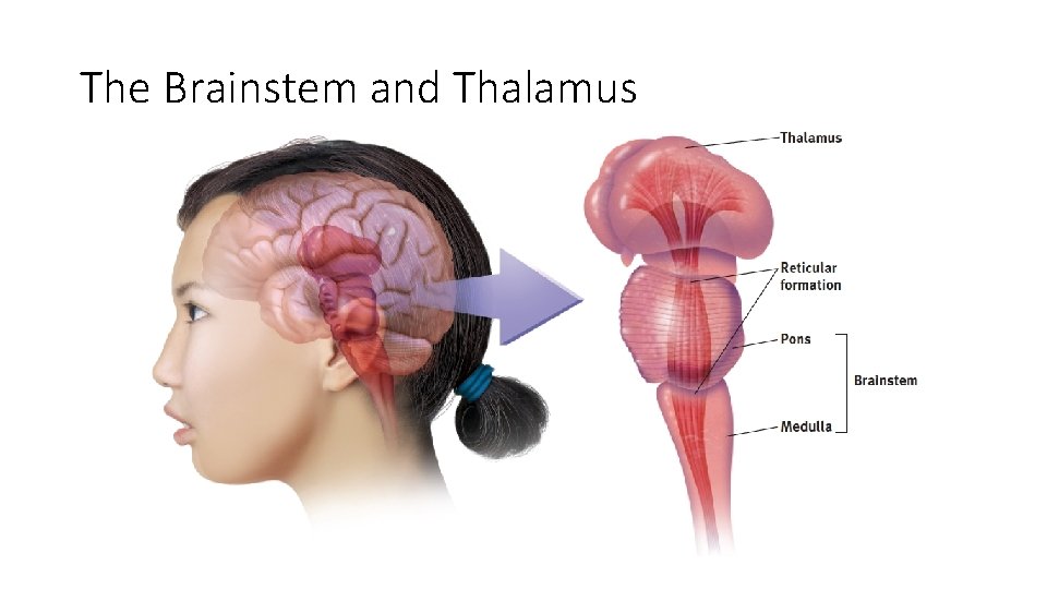 The Brainstem and Thalamus  The Brainstem and Thalamus