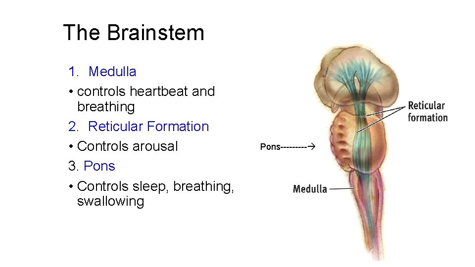 The Brainstem 1. Medulla • controls heartbeat and breathing 2. Reticular Formation • Controls The Brainstem 1. Medulla • controls heartbeat and breathing 2. Reticular Formation • Controls