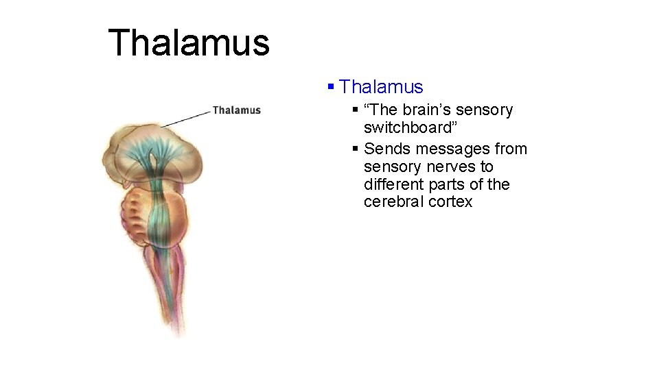 Thalamus § “The brain’s sensory switchboard” § Sends messages from sensory nerves to different Thalamus § “The brain’s sensory switchboard” § Sends messages from sensory nerves to different
