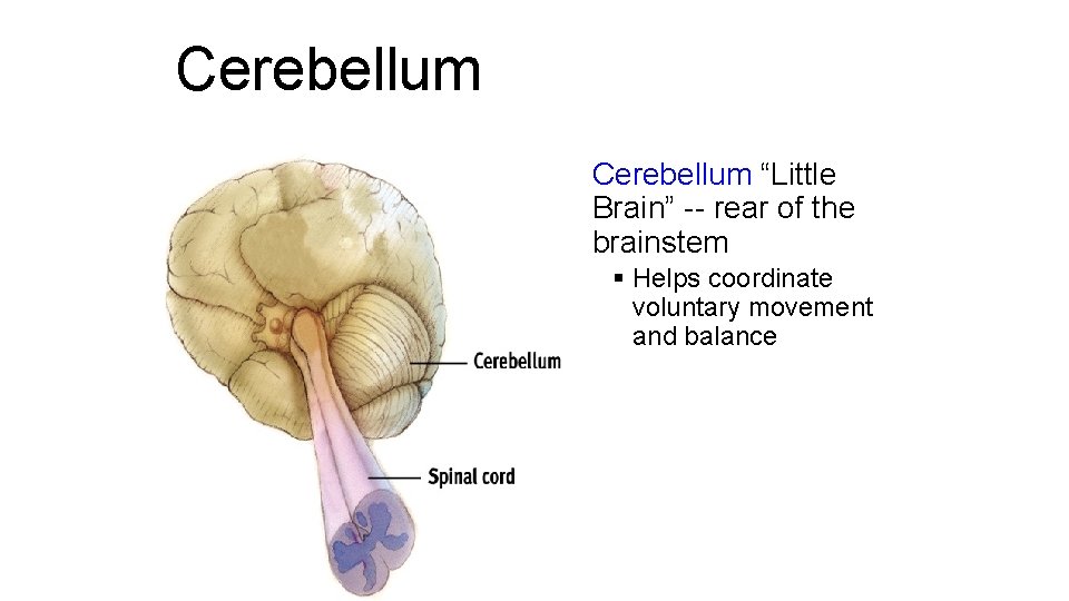 Cerebellum § Cerebellum “Little Brain” -- rear of the brainstem § Helps coordinate voluntary Cerebellum § Cerebellum “Little Brain” -- rear of the brainstem § Helps coordinate voluntary