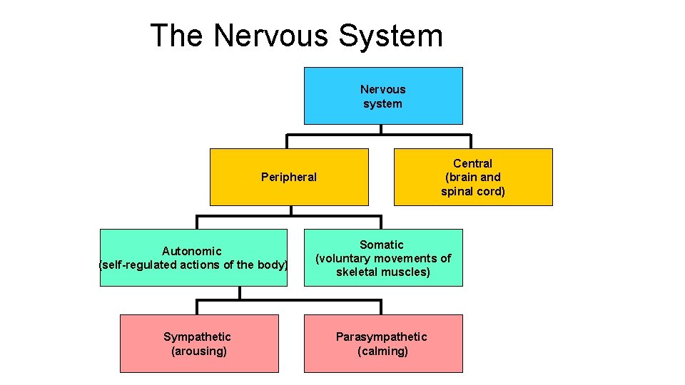The Nervous System Nervous system Central (brain and spinal cord) Peripheral Autonomic (self-regulated actions The Nervous System Nervous system Central (brain and spinal cord) Peripheral Autonomic (self-regulated actions