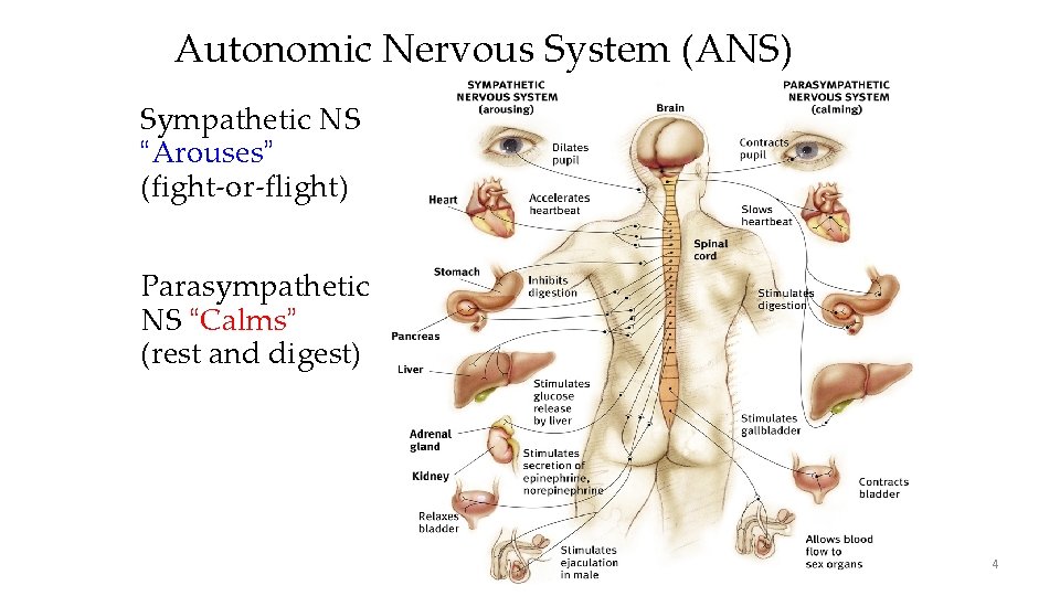 Autonomic Nervous System (ANS) Sympathetic NS “Arouses” (fight-or-flight) Parasympathetic NS “Calms” (rest and digest) Autonomic Nervous System (ANS) Sympathetic NS “Arouses” (fight-or-flight) Parasympathetic NS “Calms” (rest and digest)