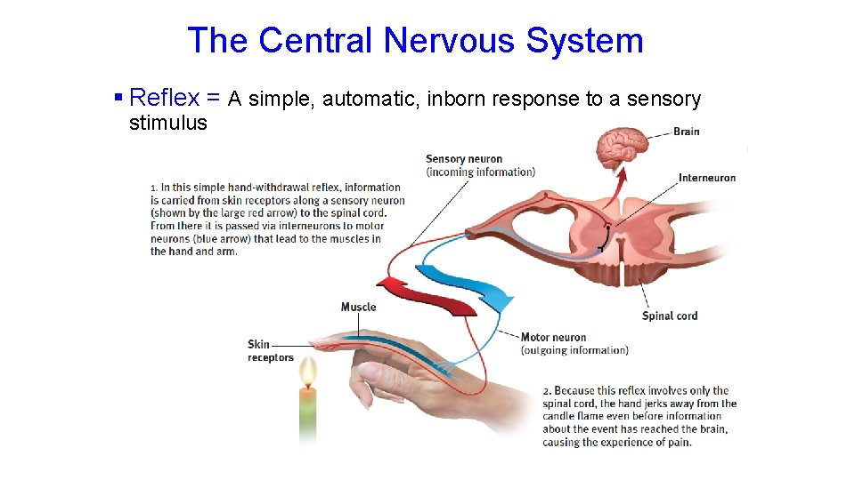 The Central Nervous System § Reflex = A simple, automatic, inborn response to a The Central Nervous System § Reflex = A simple, automatic, inborn response to a