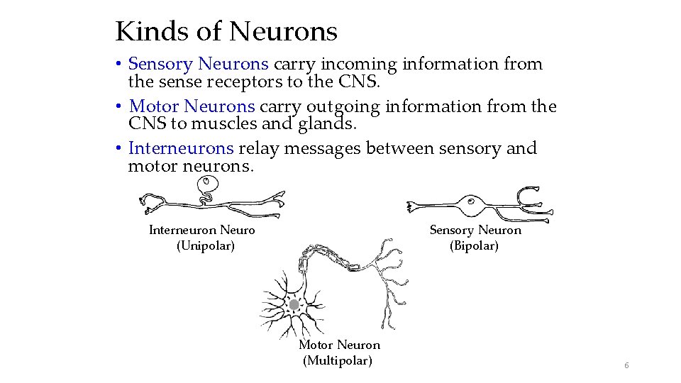 Kinds of Neurons • Sensory Neurons carry incoming information from the sense receptors to Kinds of Neurons • Sensory Neurons carry incoming information from the sense receptors to