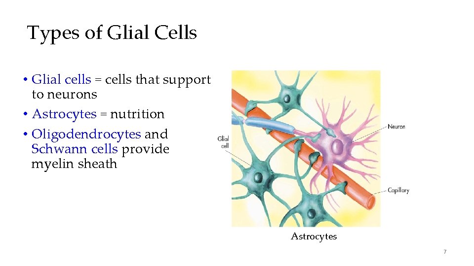 Types of Glial Cells • Glial cells = cells that support to neurons • Types of Glial Cells • Glial cells = cells that support to neurons •