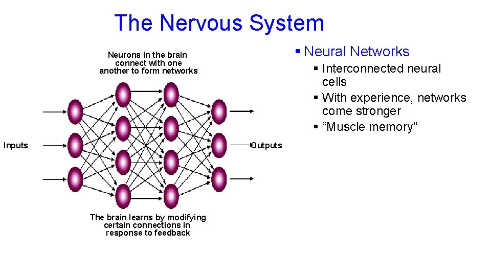 The Nervous System § Neural Networks Neurons in the brain connect with one another The Nervous System § Neural Networks Neurons in the brain connect with one another
