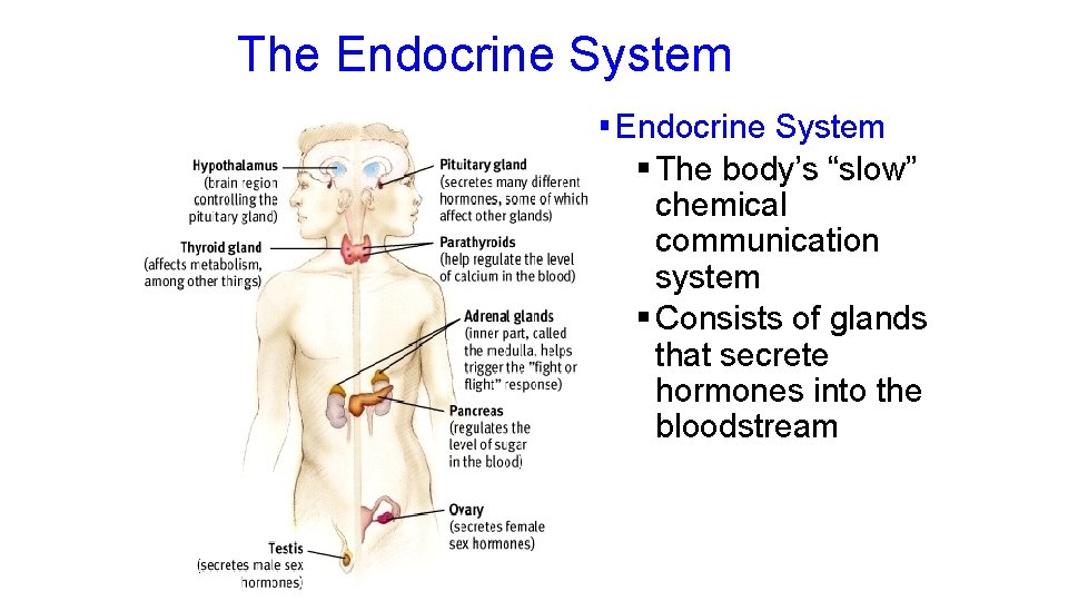 The Endocrine System § The body’s “slow” chemical communication system § Consists of glands The Endocrine System § The body’s “slow” chemical communication system § Consists of glands
