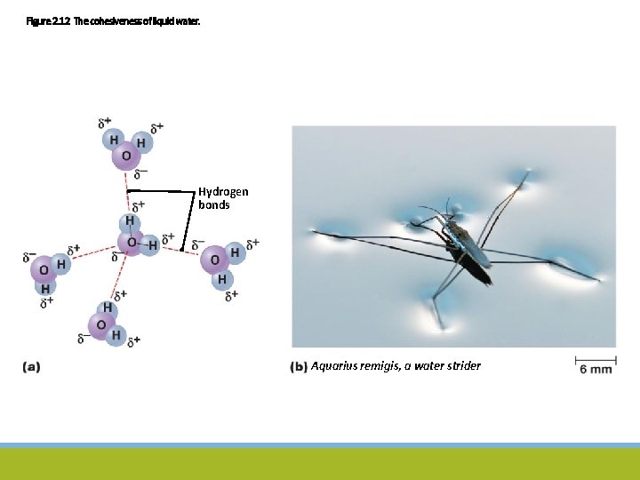 Figure 2. 12 The cohesiveness of liquid water. Hydrogen bonds Aquarius remigis, a water