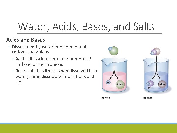 Water, Acids, Bases, and Salts Acids and Bases ◦ Dissociated by water into component
