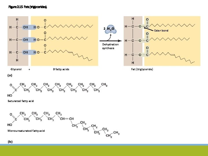 Figure 2. 15 Fats (triglycerides). 3 Ester bond Dehydration synthesis Glycerol + Saturated fatty