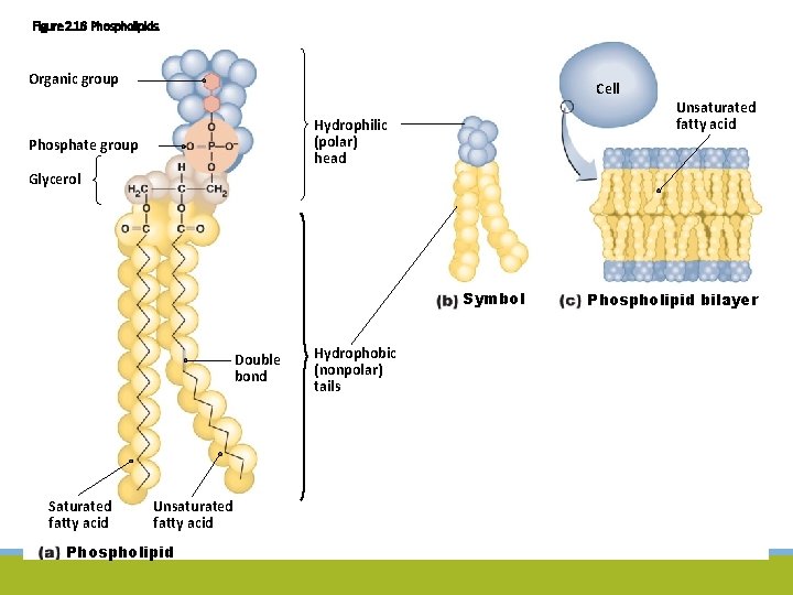 Figure 2. 16 Phospholipids. Organic group Cell Hydrophilic (polar) head Phosphate group Unsaturated fatty