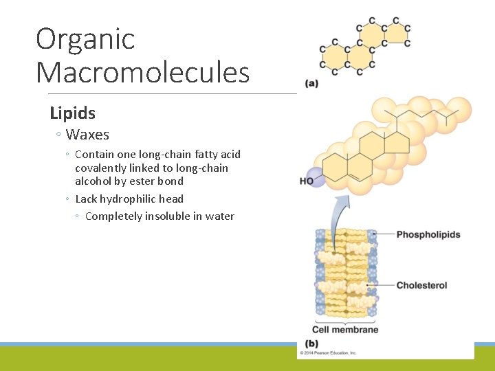 Organic Macromolecules Lipids ◦ Waxes ◦ Contain one long-chain fatty acid covalently linked to
