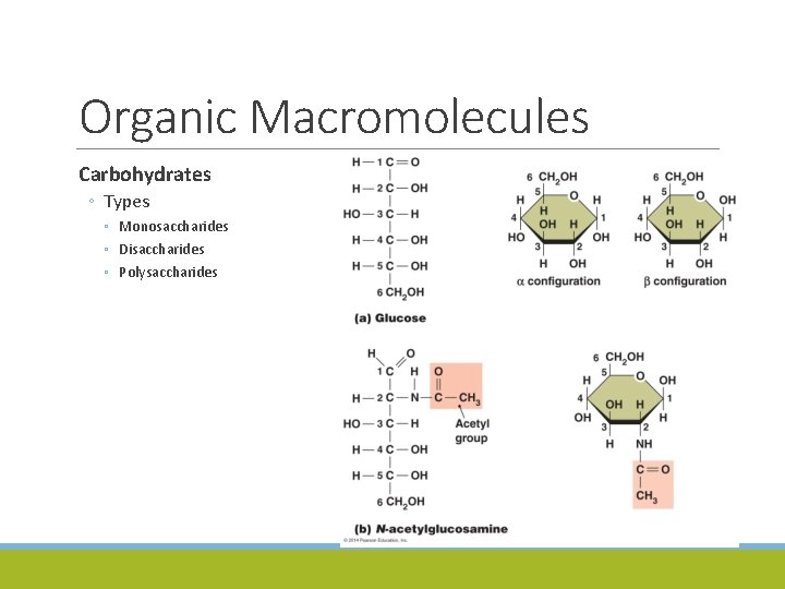 Organic Macromolecules Carbohydrates ◦ Types ◦ Monosaccharides ◦ Disaccharides ◦ Polysaccharides 