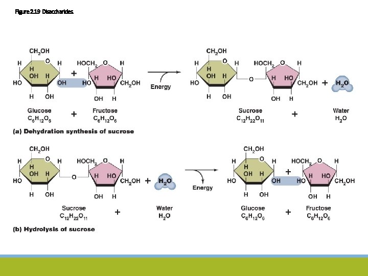 Figure 2. 19 Disaccharides. 