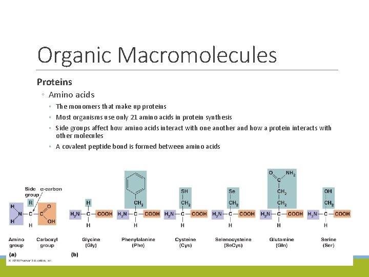 Organic Macromolecules Proteins ◦ Amino acids ◦ The monomers that make up proteins ◦
