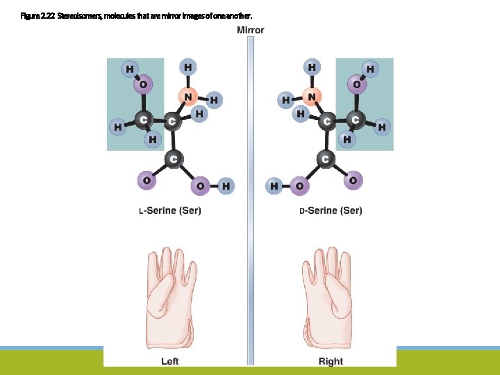 Figure 2. 22 Stereoisomers, molecules that are mirror images of one another. 