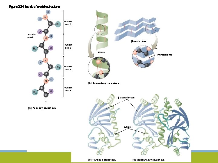 Figure 2. 24 Levels of protein structure. Amino acid 1 Peptide bond -pleated sheet