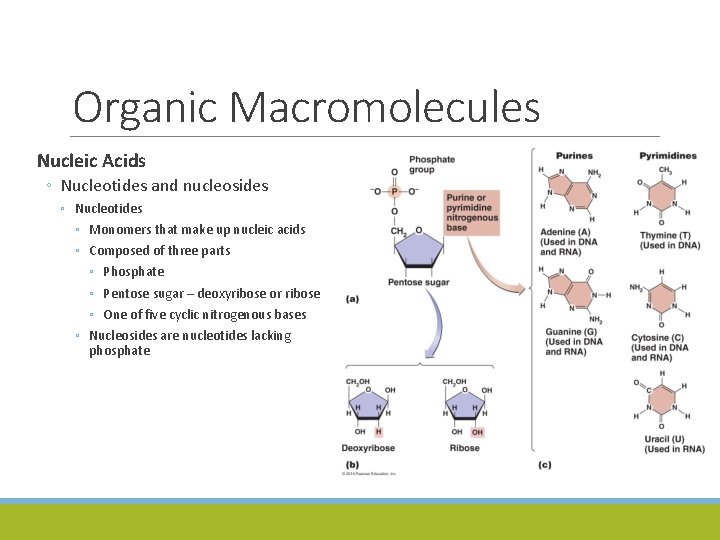 Organic Macromolecules Nucleic Acids ◦ Nucleotides and nucleosides ◦ Nucleotides ◦ Monomers that make
