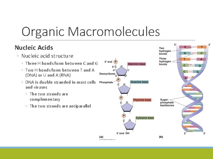 Organic Macromolecules Nucleic Acids ◦ Nucleic acid structure ◦ Three H bonds form between