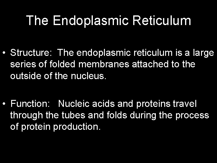 The Endoplasmic Reticulum • Structure: The endoplasmic reticulum is a large series of folded