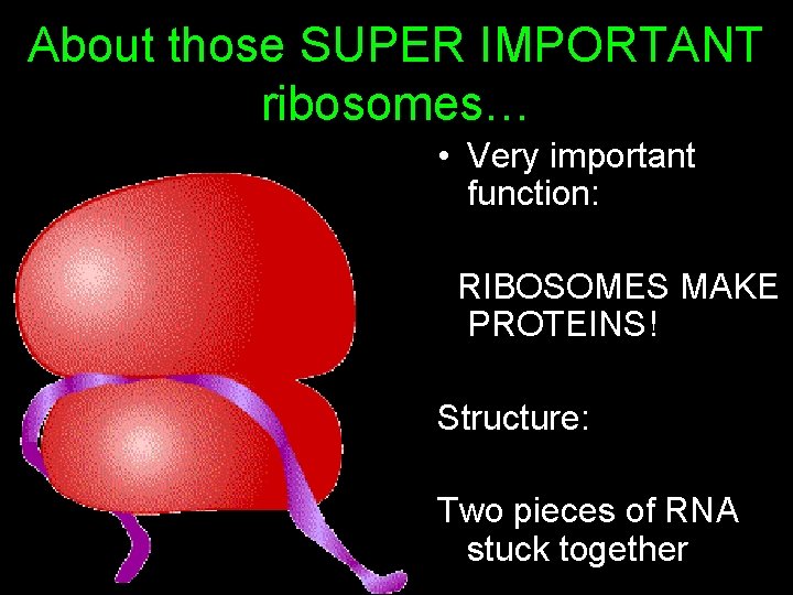 About those SUPER IMPORTANT ribosomes… • Very important function: RIBOSOMES MAKE PROTEINS! Structure: Two