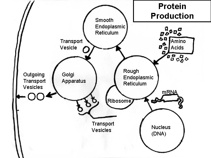 Smooth Endoplasmic Reticulum Protein Production Transport Vesicle Outgoing Transport Vesicles Amino Acids Rough Endoplasmic